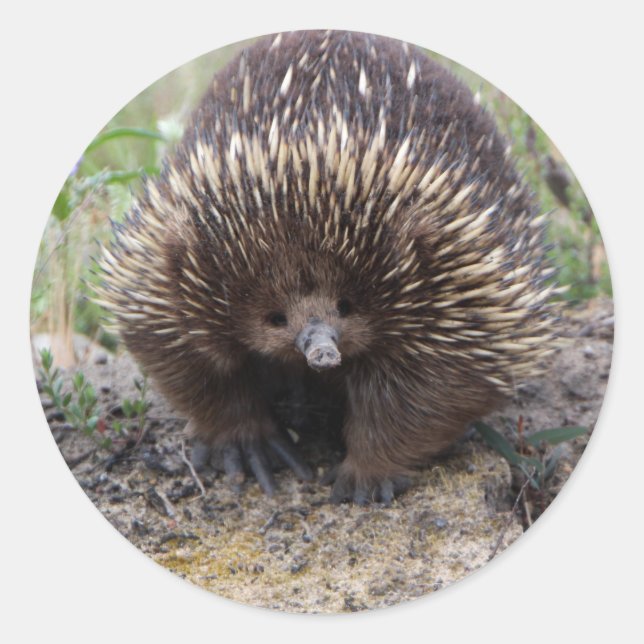 Adesivo Redondo Cute Echidna, da Austrália (Frente)