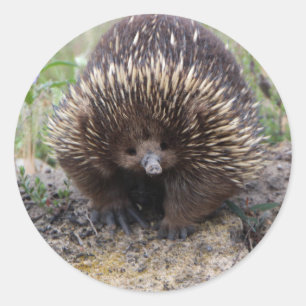 Adesivo Redondo Cute Echidna, da Austrália