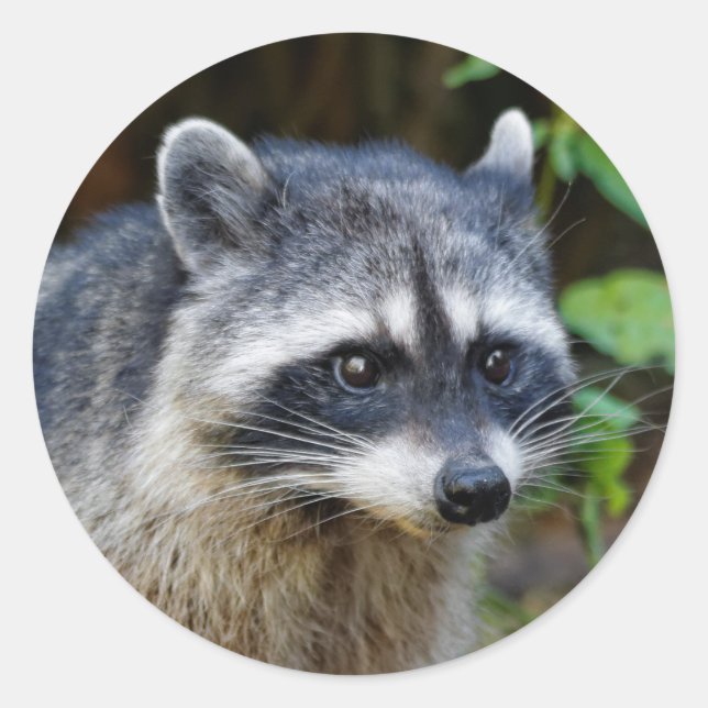 Adesivo Redondo Cute Posing North American Raccoon (Frente)