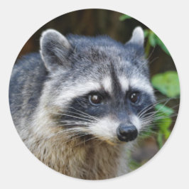 Adesivo Redondo Cute Posing North American Raccoon