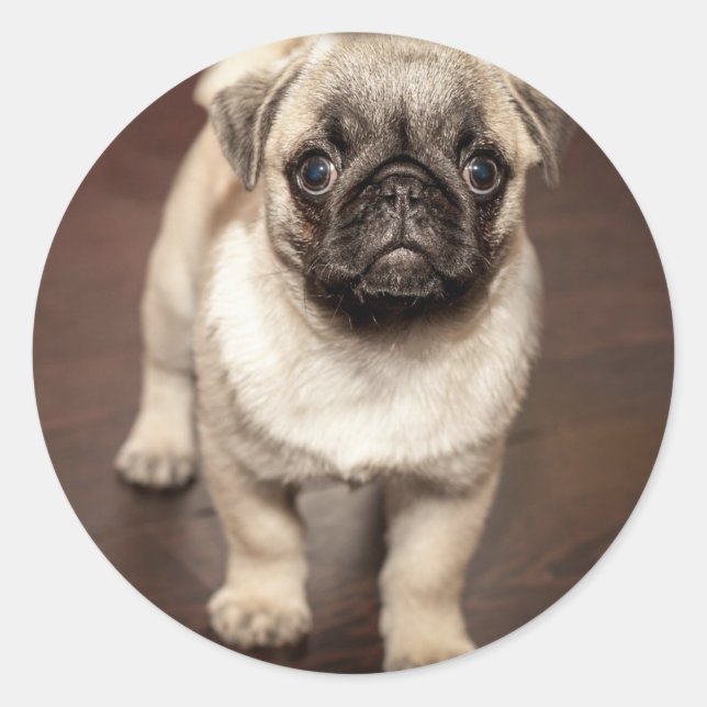 Adesivo Redondo Cute Pug Puppy Photo (Frente)