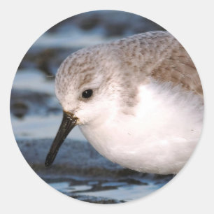 Adesivo Redondo Cute Sanderling Sandpiper Wanders