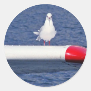 Adesivo Redondo Cute Seagull White - bordadores
