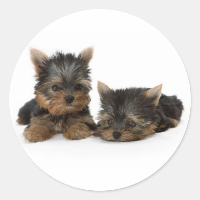 Adesivo Redondo Cute Yorkshire Terrier cachorrinhos (Frente)