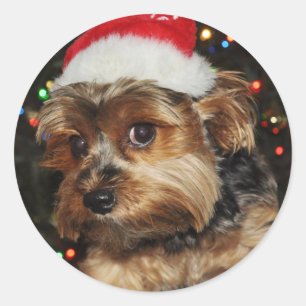 Adesivo Redondo Cute Yorkshire terrier com Santa Hat
