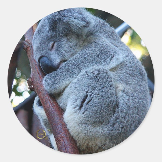 Adesivo Redondo Cutie Pie Koala (Frente)