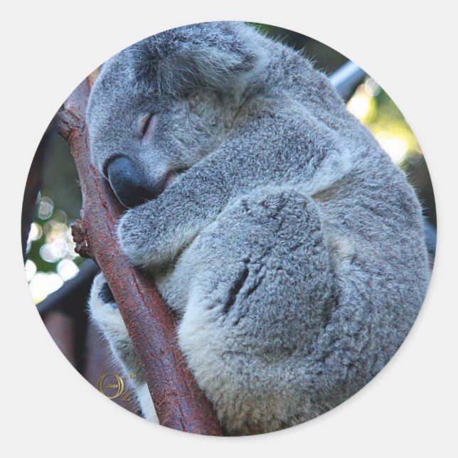 Adesivo Redondo Cutie Pie Koala (Frente)