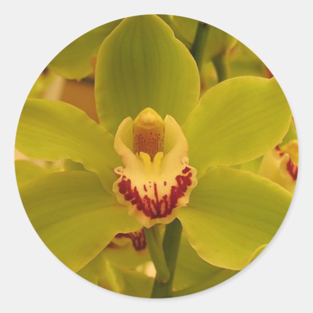 Adesivo Redondo Cymbidium Verde Orquídeo (Frente)