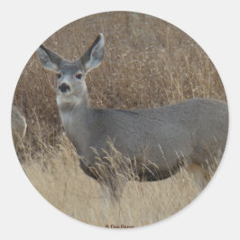 Adesivo Redondo D14 Mule Deer Doe