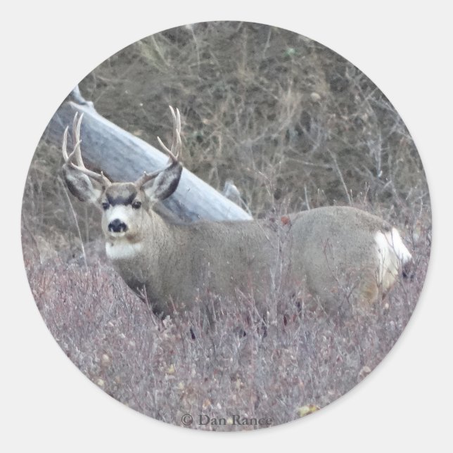 Adesivo Redondo D32 Mule Deer Buck (Frente)