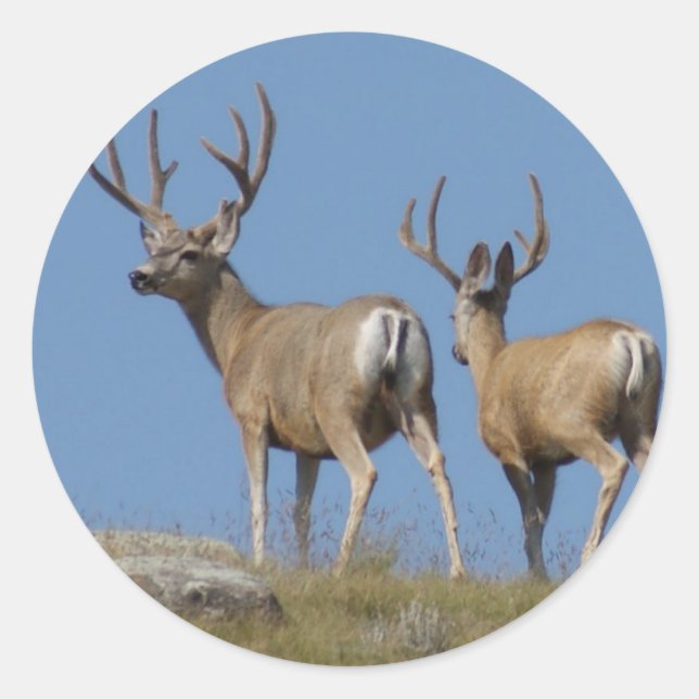 Adesivo Redondo D9 Mule Deer Bucks em Velvet (Frente)