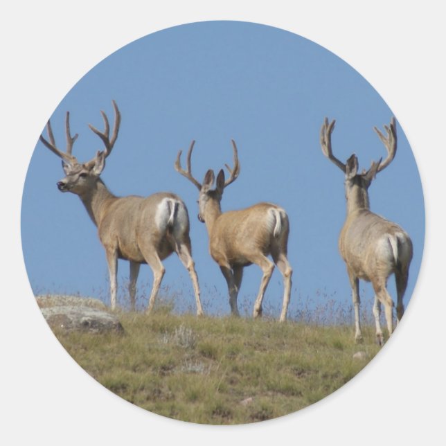 Adesivo Redondo D9 Mule Deer Bucks em Velvet (Frente)