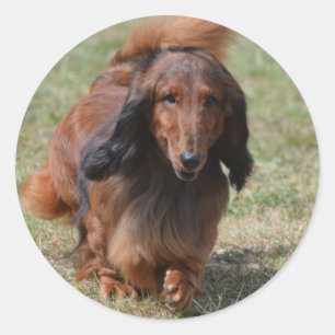 Adesivo Redondo Dachshund adorável