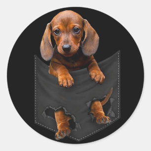 Adesivo Redondo Dachshund No Meu Pocket Dachshund Weiner Dog Dift