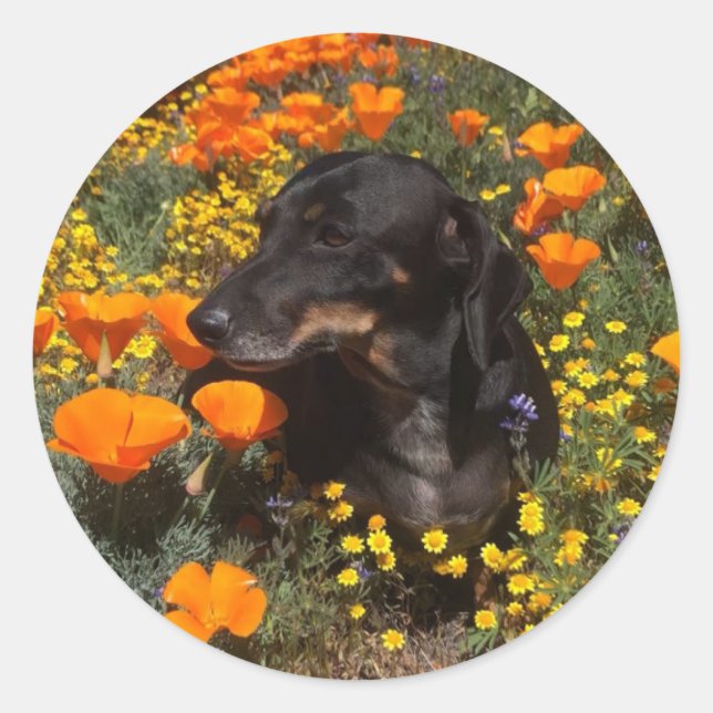 Adesivo Redondo Dachshund Puppy com flores silvestres (Frente)