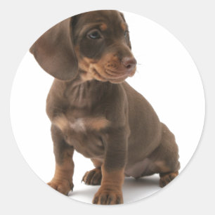 Adesivo Redondo Dachshund Puppy Stickers