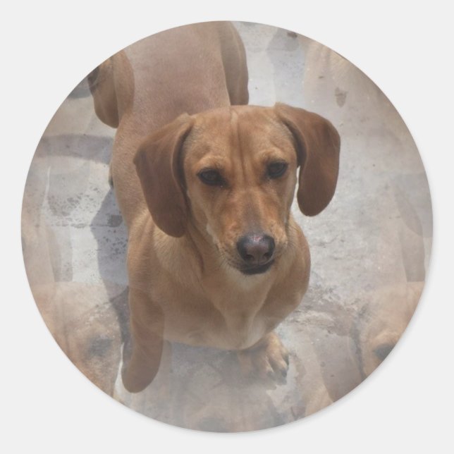Adesivo Redondo Dachshund Rescut Stickers (Frente)