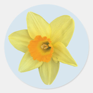 Adesivo Redondo Daffodil amarelo do primavera