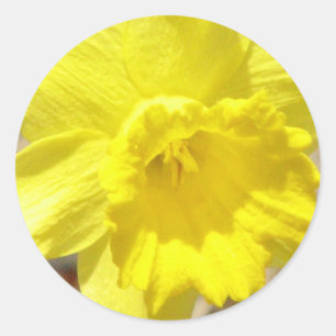 Adesivo Redondo Daffodil Classker