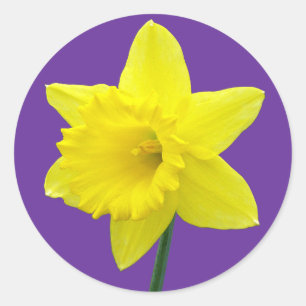 Adesivo Redondo Daffodil de Galês - II