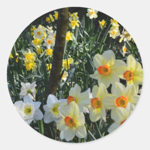 Adesivo Redondo Daffodil Dell: Cartão postal de Cheshire, Inglater