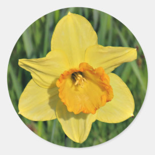 Adesivo Redondo Daffodil Stickers