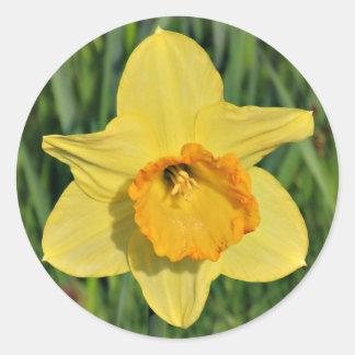 Adesivo Redondo Daffodil Stickers