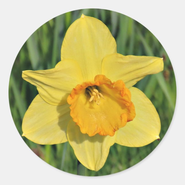 Adesivo Redondo Daffodil Stickers (Frente)