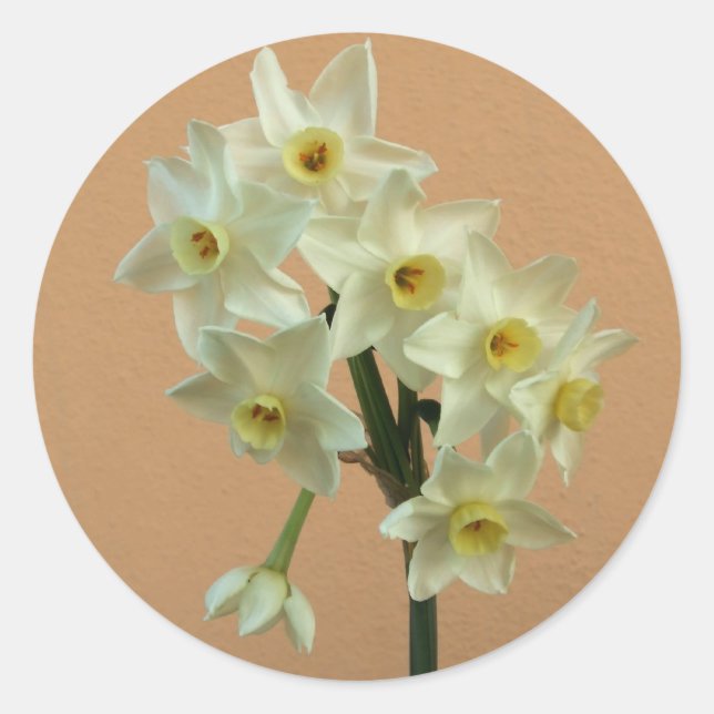 Adesivo Redondo Daffodil Stickers (Frente)