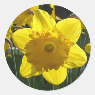 Adesivo Redondo Daffodil Sunlit