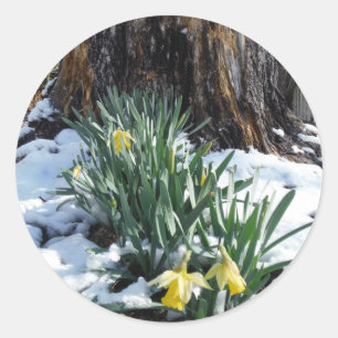 Adesivo Redondo Daffodilos amarelos na neve