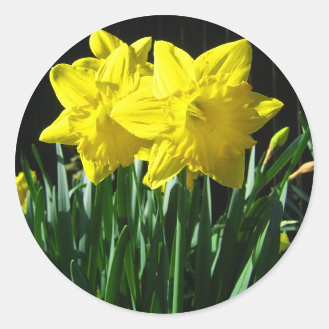 Adesivo Redondo Daffodils amarelos - Sticker (Frente)