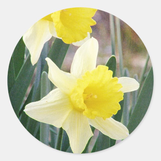 Adesivo Redondo Daffodils lindos (Frente)