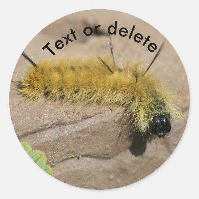 Adesivo Redondo Dagger Moth Caterpillar Nature Personalized (Frente)