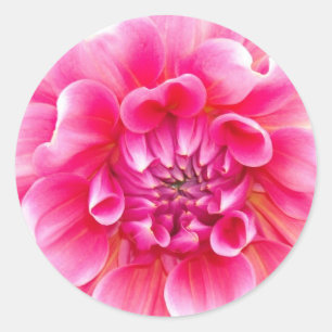 Adesivo Redondo Dahlia Rosa
