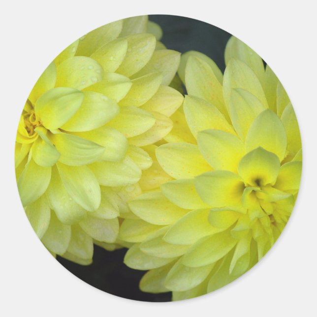 Adesivo Redondo Dahlias Amarelo (Frente)