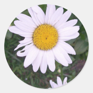 Adesivo Redondo Daisies