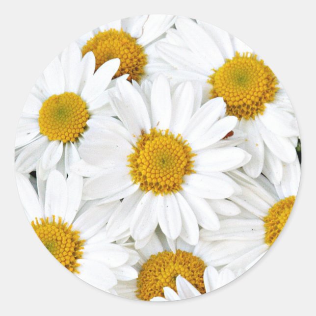 Adesivo Redondo Daisies (Frente)