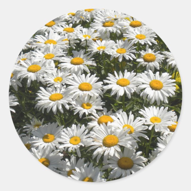 Adesivo Redondo Daisies Stickers (Frente)