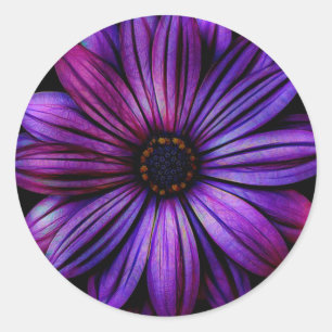 Adesivo Redondo Daisy