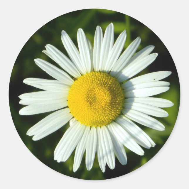 Adesivo Redondo Daisy Delight (Frente)