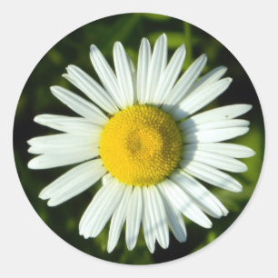 Adesivo Redondo Daisy Delight