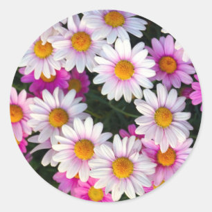 Adesivo Redondo Daisy Flower