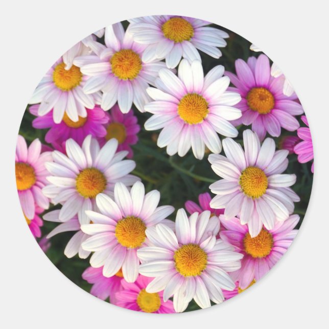 Adesivo Redondo Daisy Flower (Frente)