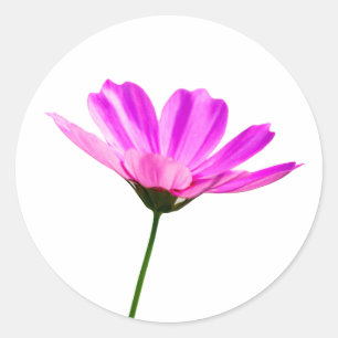 Adesivo Redondo Daisy Rosa
