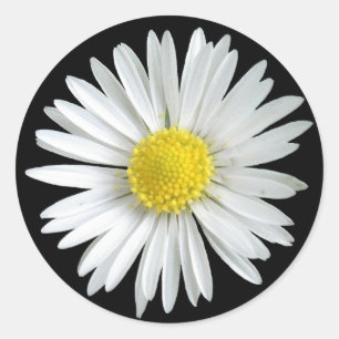 Adesivo Redondo Daisy Sticker