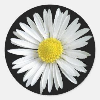 Adesivo Redondo Daisy Sticker
