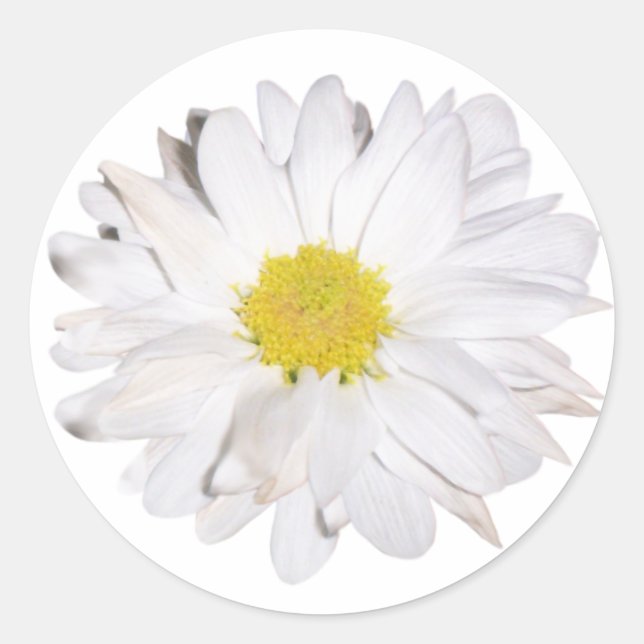 Adesivo Redondo Daisy Sticker (Frente)