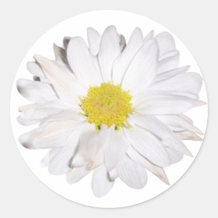Adesivo Redondo Daisy Sticker