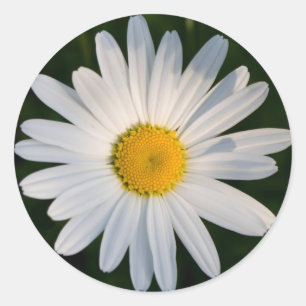 Adesivo Redondo Daisy sticker